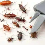 الشروط والأحكام